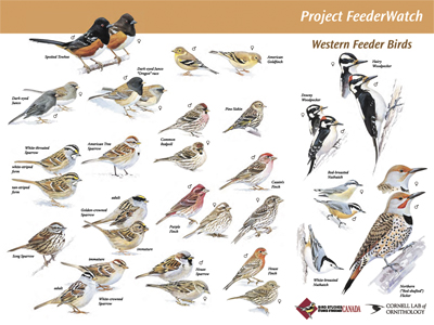 Feeder bird poster